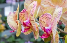 Close image of Phalaenopsis orchid in Hillwood’s Greenhouse