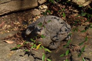 TURTLE, ONE OF TWO