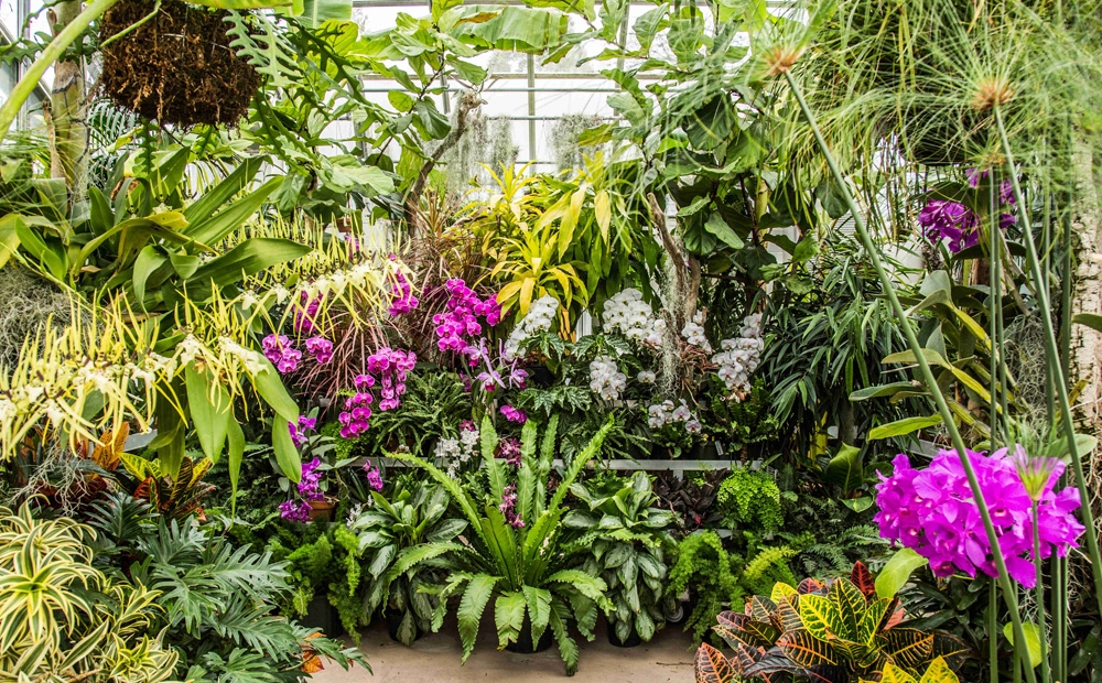 Plants in the greenhouse