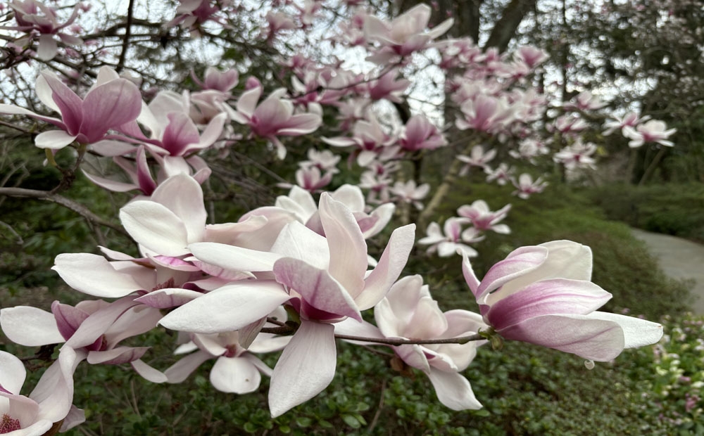 Magnolia x soulangeana overflowing with flowers