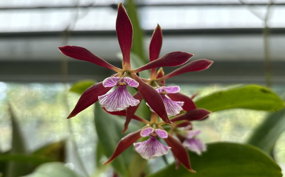 Encyclia Rioclarence with a vibrant white and pink striped lip