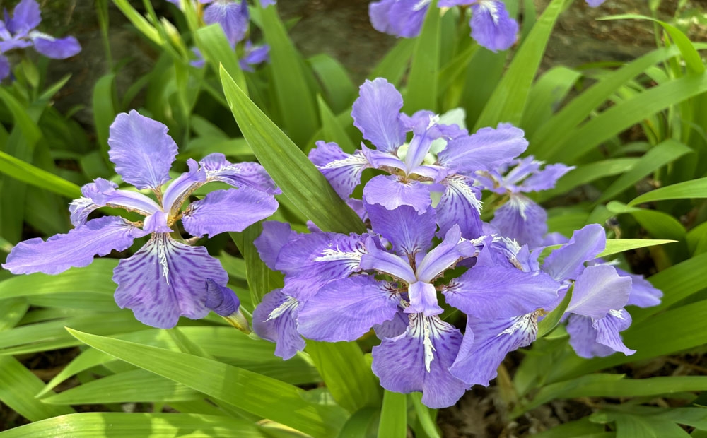 Iris tectorum in the Japanese-style garden