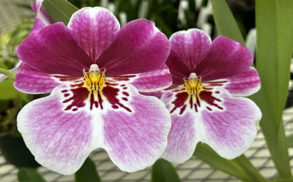 Large, pansy-like flowers of Miltoniopsis Breathless ‘Brilliant’