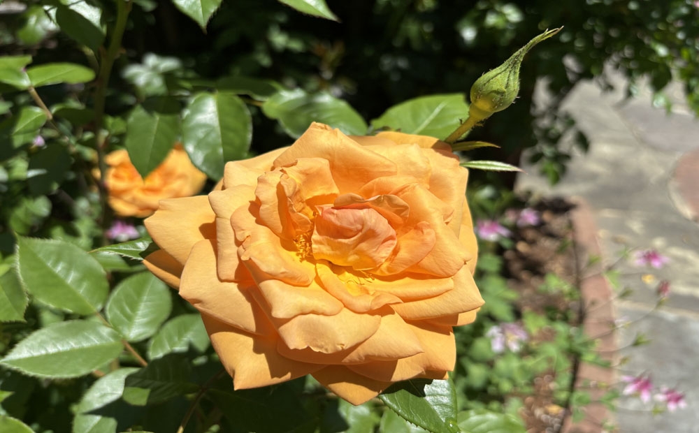 TUPELO HONEY blooming in the rose garden