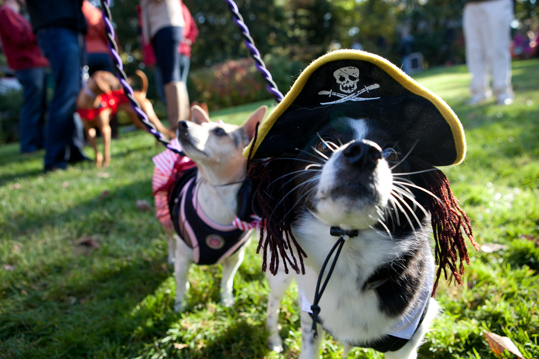 dog in pirate hat