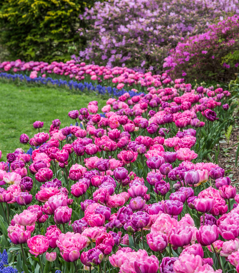 Tulips on the Lunar Lawn