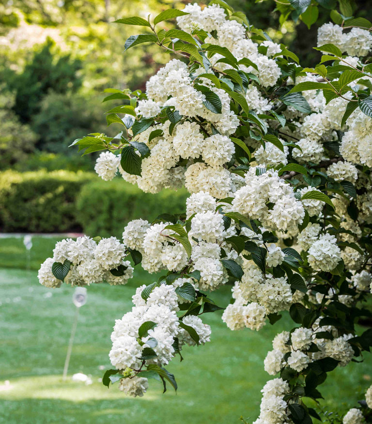 Viburnum at the putting green