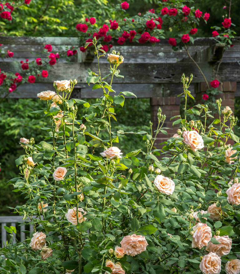 Roses in the rose garden