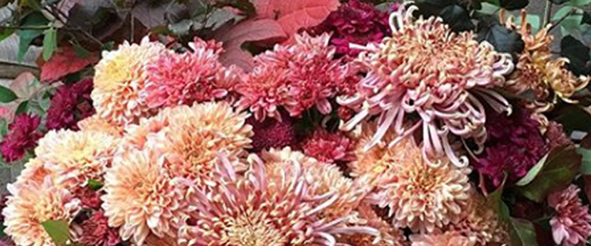 Mums red, orange and pink close up