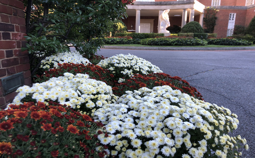 Copper Coin and Butter and Cream chrysanthemums as part of the fall display