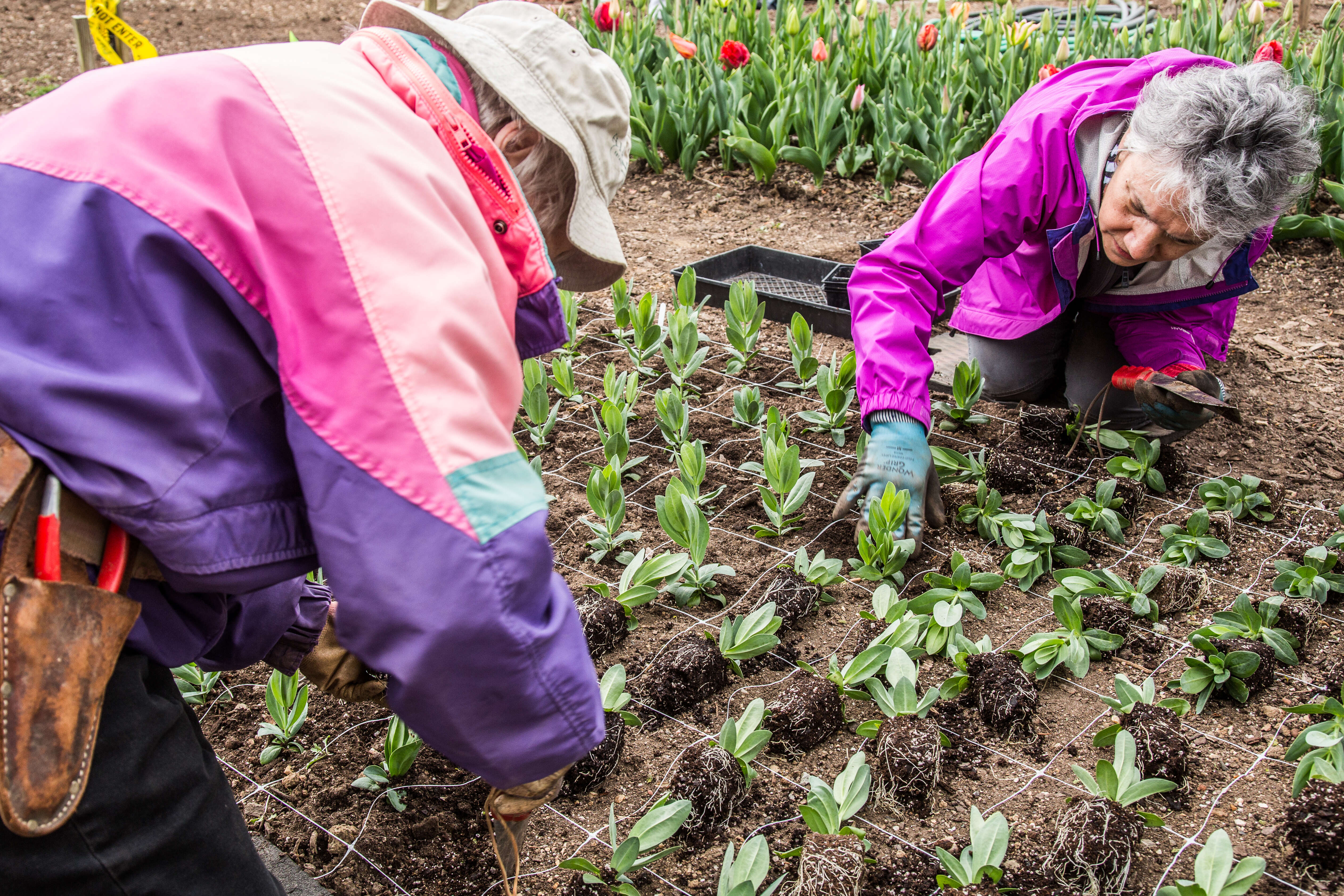 Volunteers planting in the cutting garden