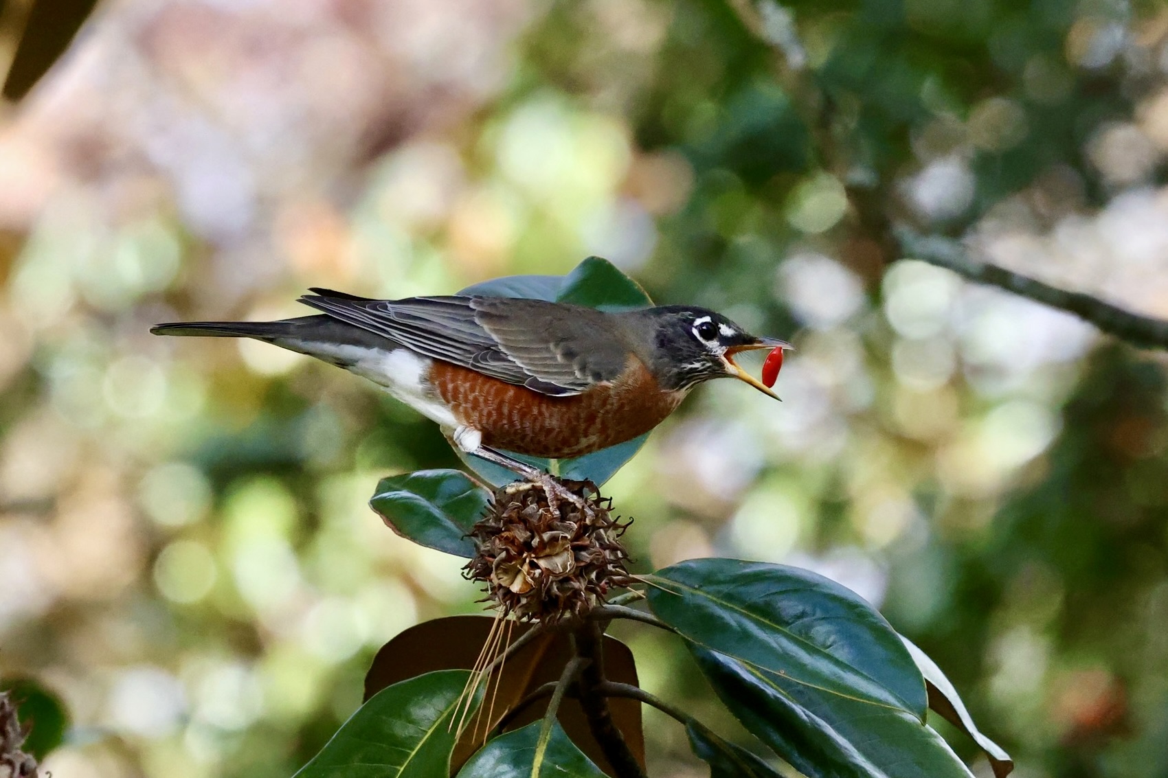 American Robin