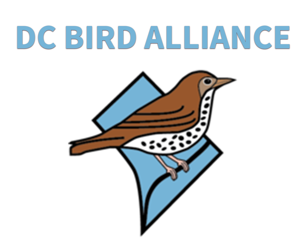 DCBA