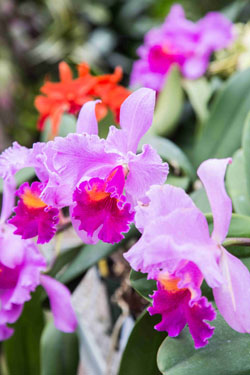 Blooming Cattleya orchid in Hillwood's greenhouse