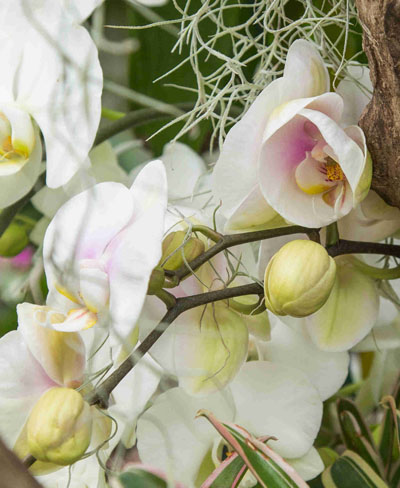 Detail of Phalaenopsis orchid blooming in Hillwood's greenhouse