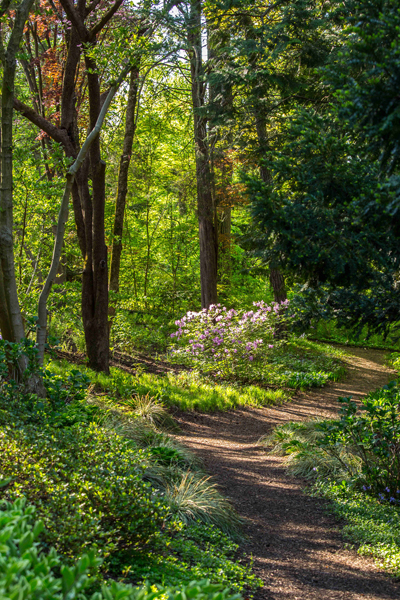 Wooded path at Hillwood with dark green trees, bright green ground cover and one purple Azalea