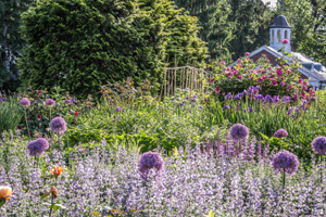 Cutting garden white and purple alliums