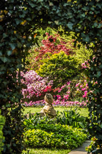 Ivy wall with arched doorway framing a sculpture of a sphynx, brilliant green lawn, blooming cherry tree and pink tulips in bloom