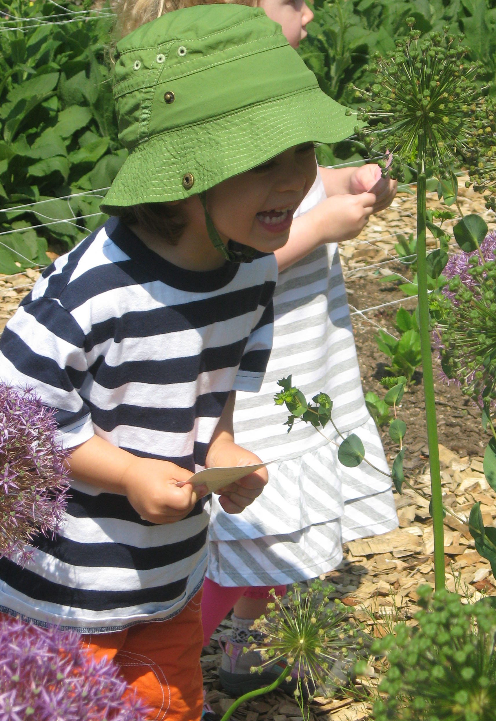 preschooler looking closely at a plant in Hillwood's cutting garden