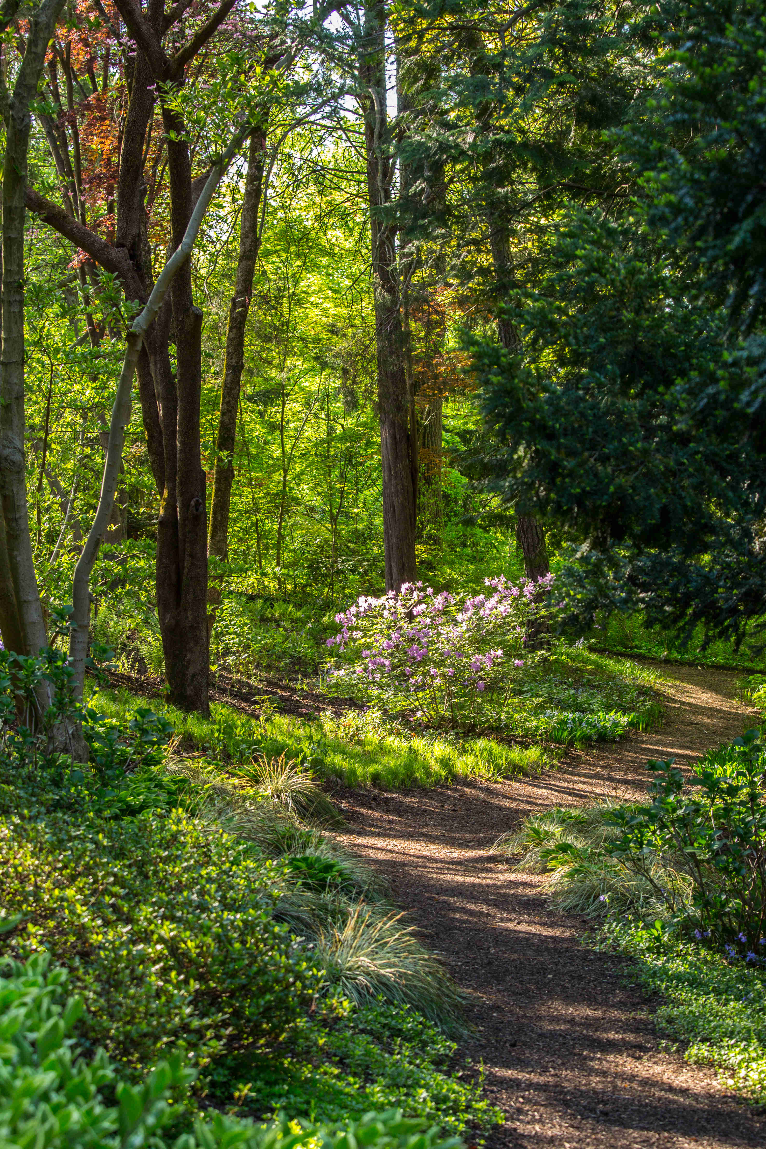 Woodland path surrounded by tall trees and green foliage