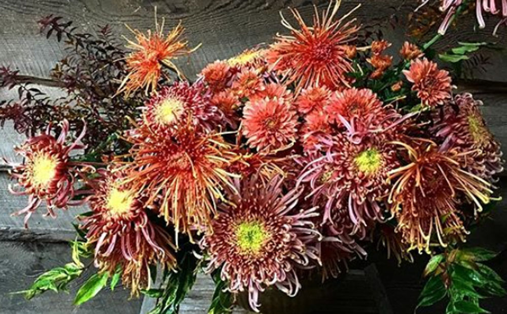 Pink and orange chrysanthemums accented by red and green foliage