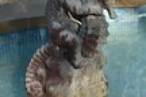 PUTTO ASTRIDE SEAHORSE