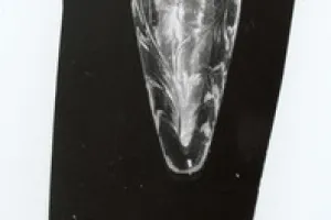 PERFUME BOTTLE
