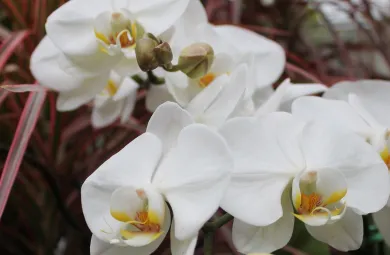 See what's blooming now