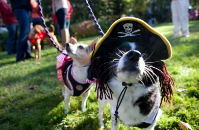 dog in pirate hat