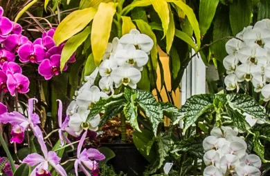 Orchids blooming in Hillwood's greenhouse