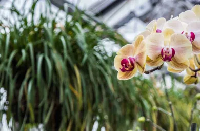 Orchids blooming in Hillwood's greenhouse