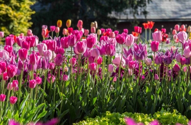 Dense, serpentine border planting of luscious fuchsia, pink, and purple tulips