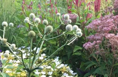 Native plants at Hillwood Estate, Museum & Gardens
