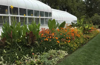 Greenhouse summer display tropical plants, orange mums, birds of paradise
