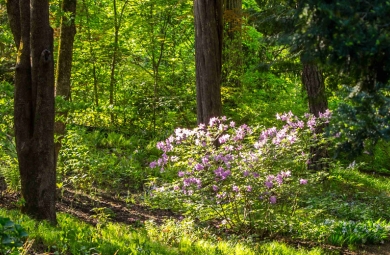 Beautiful woodland path at Hillwood with dark green trees, bright green ground cover and one purple Azalea