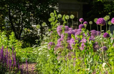 Cutting Garden white and purple alliums
