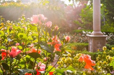 Roses in the rose garden