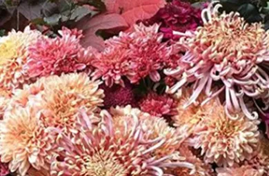 Mums red, orange and pink close up