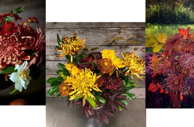 Three floral arrangements featuring fall harvest colored chrystanthemums