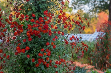 Specialty mums in the cutting garden