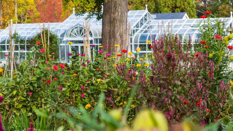 Cutting garden in fall
