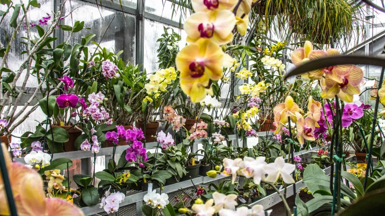 Orchids in the greenhouse