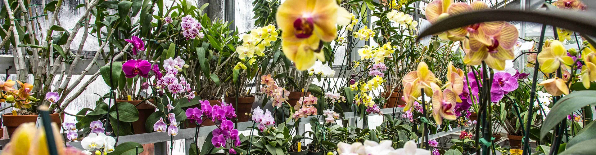 Orchids in the greenhouse