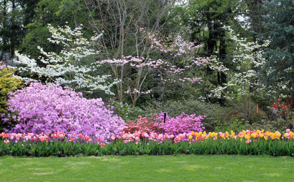 Tulips, azaleas, and dogwoods on the Lunar Lawn at Hillwood, Washington DC