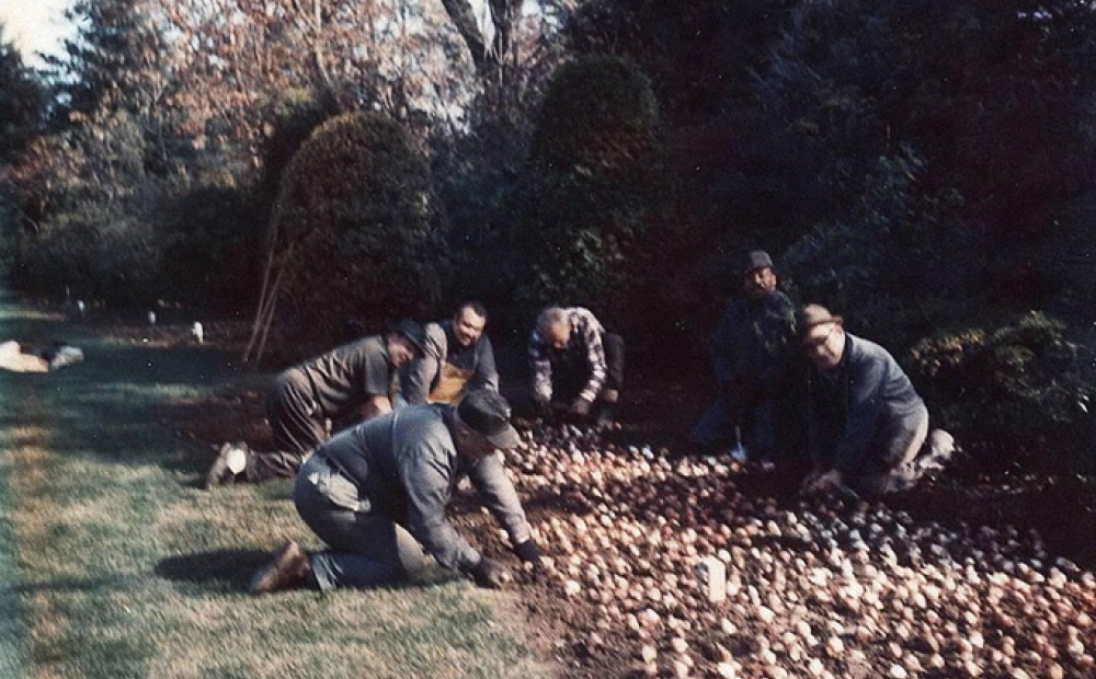 Staff at Hillwood planting bulbs