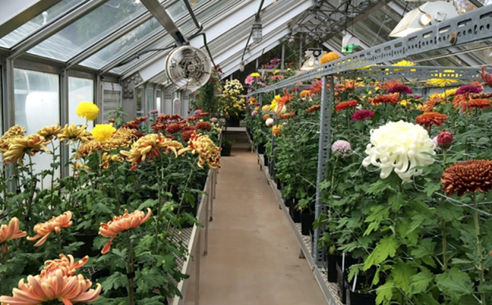 Cultivating cut flowers in the greenhouse
