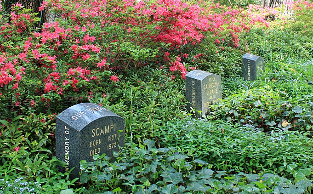 Azaleas blooming in the Pet Cemetery at Hillwood, Washington DC