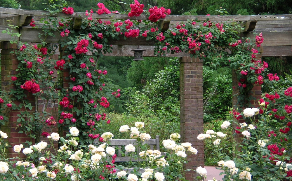 Roses blooming at Hillwood Estate, Museum & Gardens