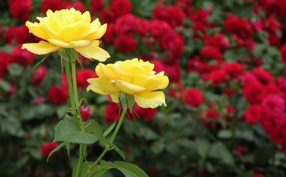 Yellow roses at Hillwood Estate, Museum & Gardens 