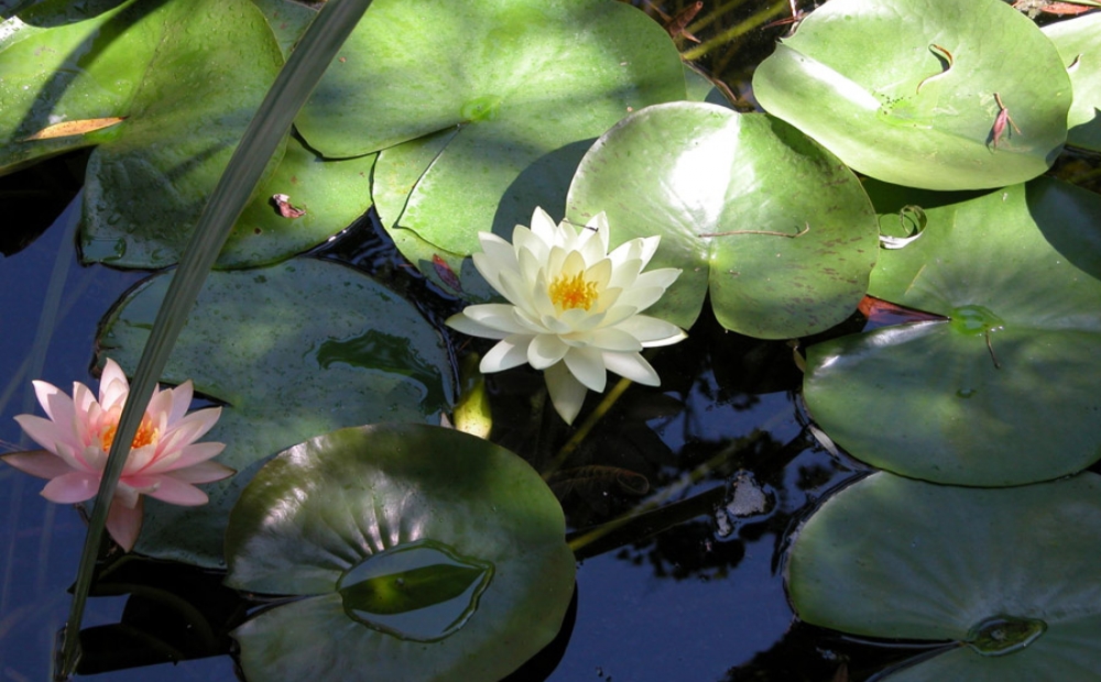 Water Lilies in Japanese-style garden at Hillwood
